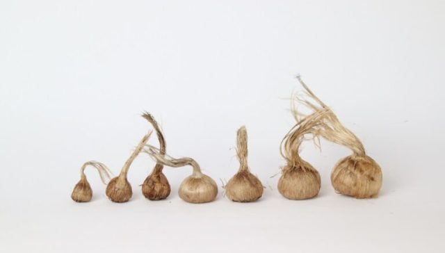 پیاز زعفران