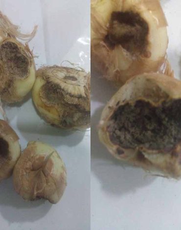 پوسیدگی پیاز زعفران