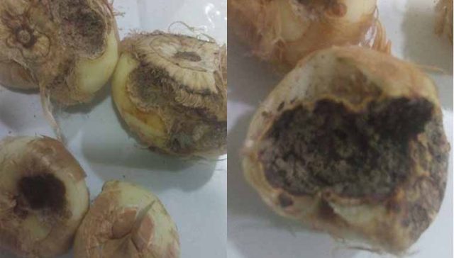 پوسیدگی پیاز زعفران