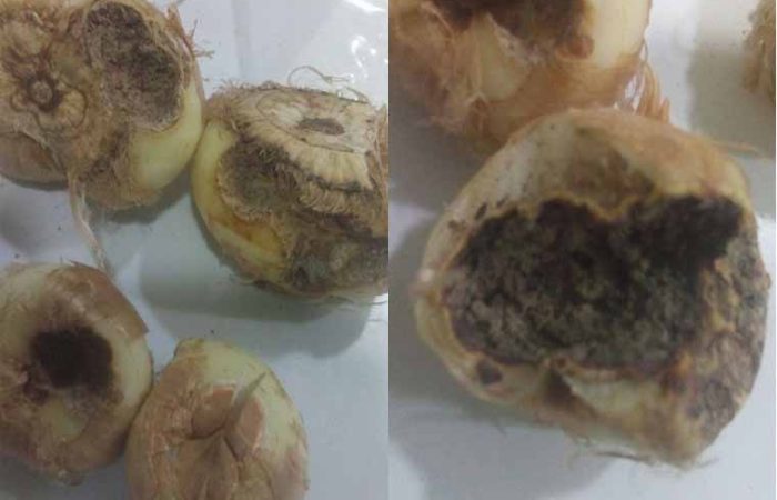 پوسیدگی پیاز زعفران