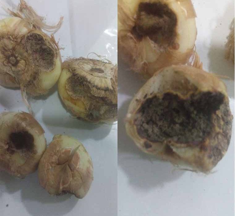 پوسیدگی پیاز زعفران