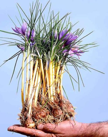 کوددهی زعفران