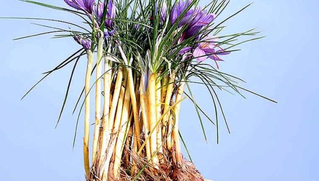 کوددهی زعفران