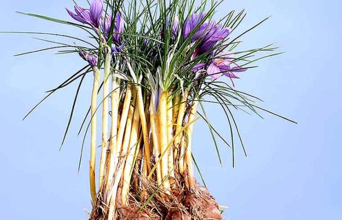 کوددهی زعفران