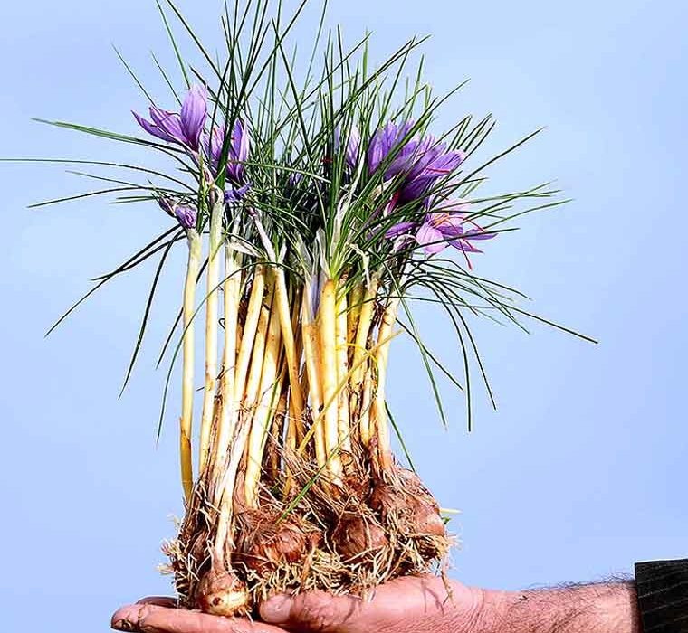 کوددهی زعفران