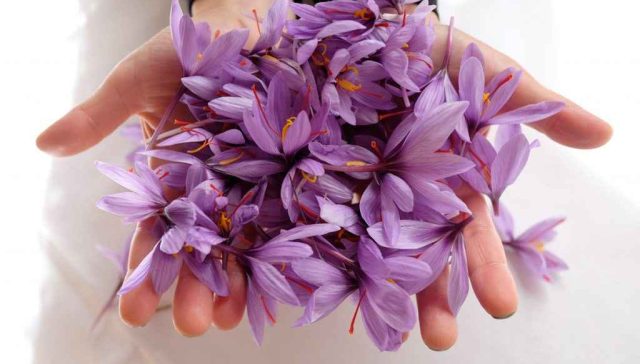 گلبرگ زعفران