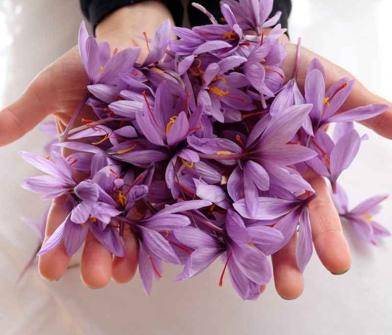 گلبرگ زعفران