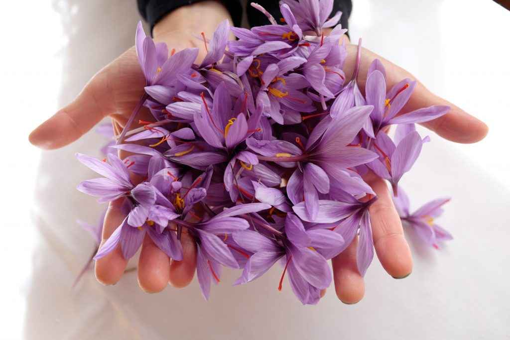 گلبرگ زعفران