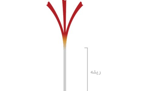 ریشه