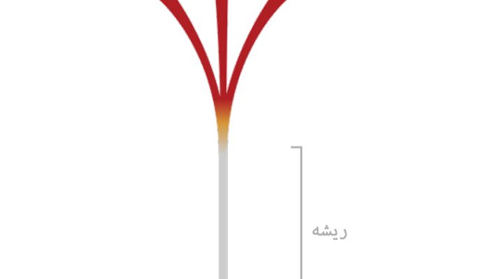 ریشه