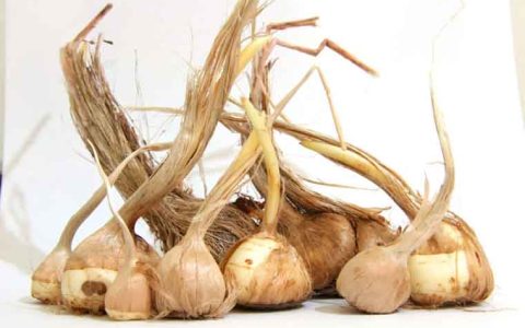 دلایل ریز شدن پیاز زعفران