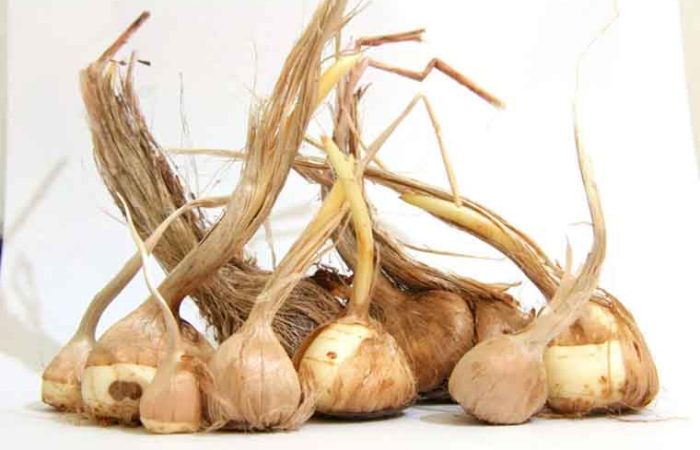 دلایل ریز شدن پیاز زعفران