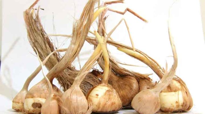 دلایل ریز شدن پیاز زعفران
