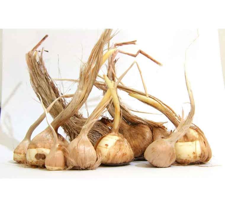 دلایل ریز شدن پیاز زعفران