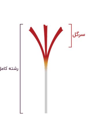زعفران سرگل