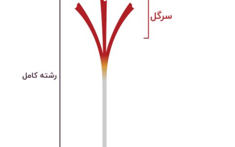 زعفران سرگل