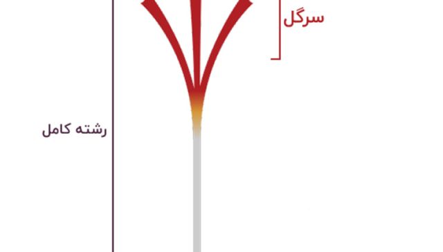 زعفران سرگل