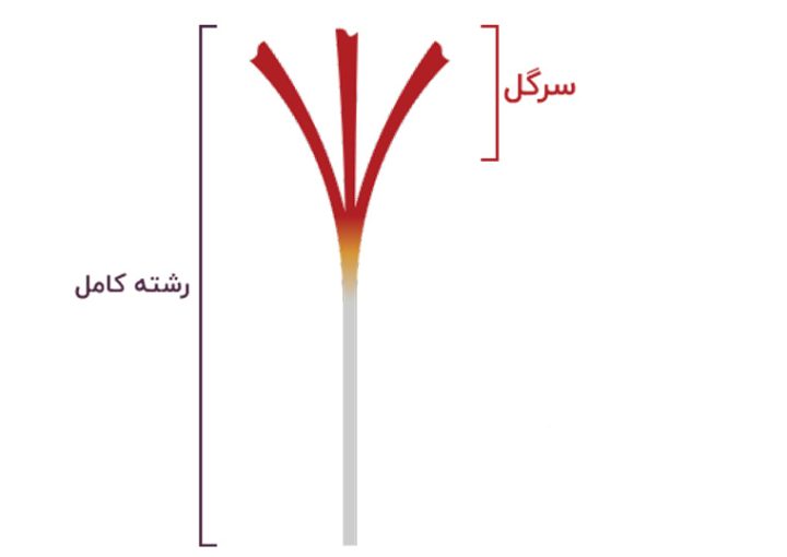 زعفران سرگل