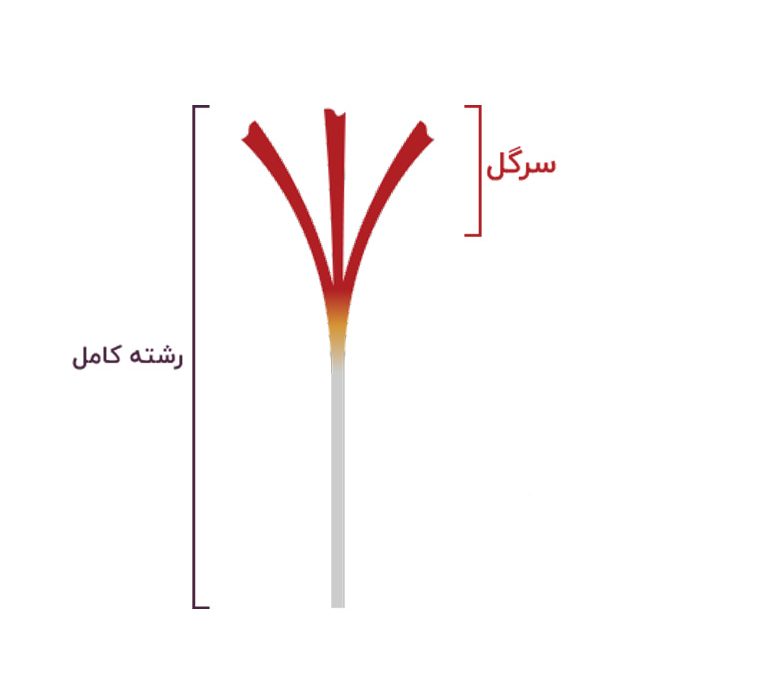 زعفران سرگل
