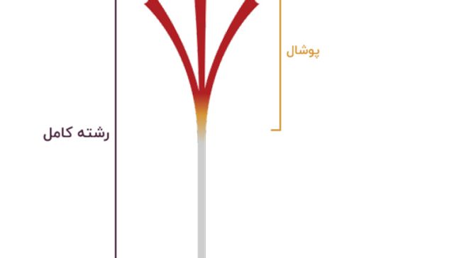 زعفران پوشال