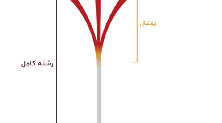 زعفران پوشال