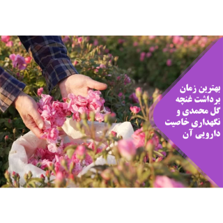 غنچه گل محمدی