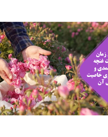 غنچه گل محمدی