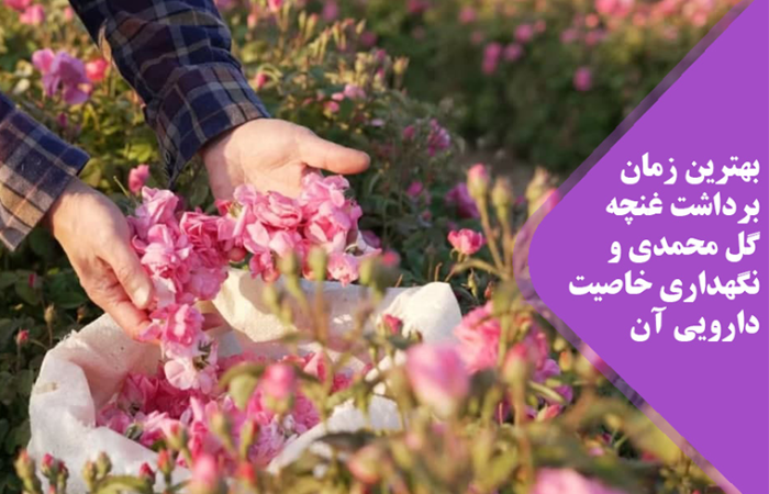 غنچه گل محمدی