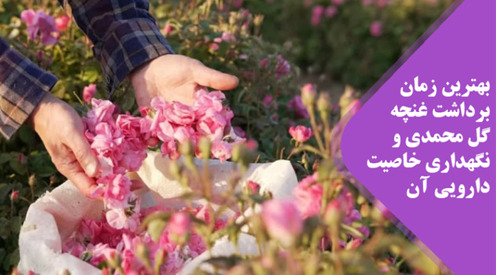 غنچه گل محمدی