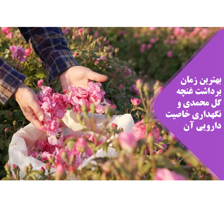 غنچه گل محمدی