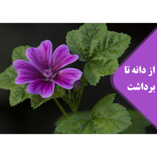 گل پنیرک