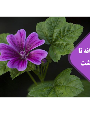 گل پنیرک
