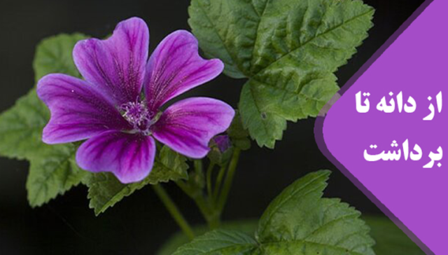 Malva Blooms