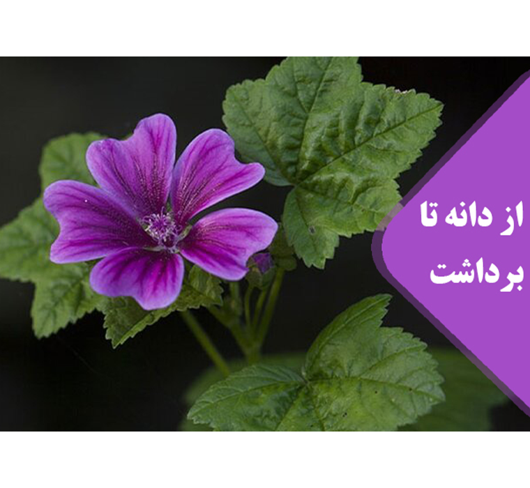 گل پنیرک