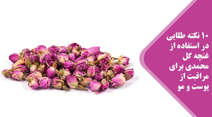 Damask Rose